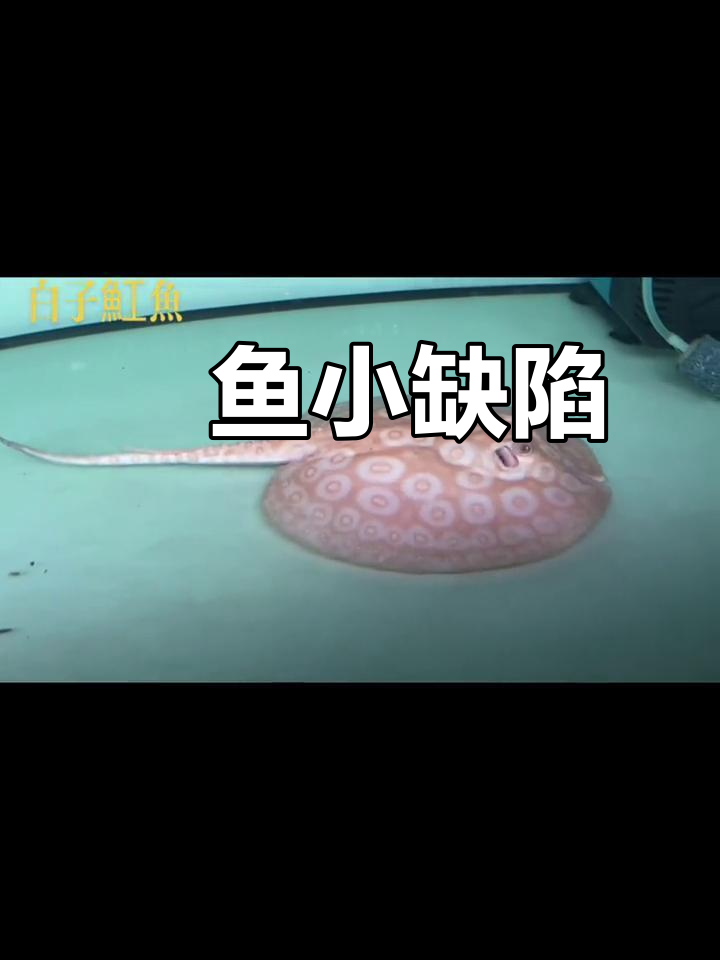 白子魟鱼，18-19厘米，嘴部微损，但能自然恢复