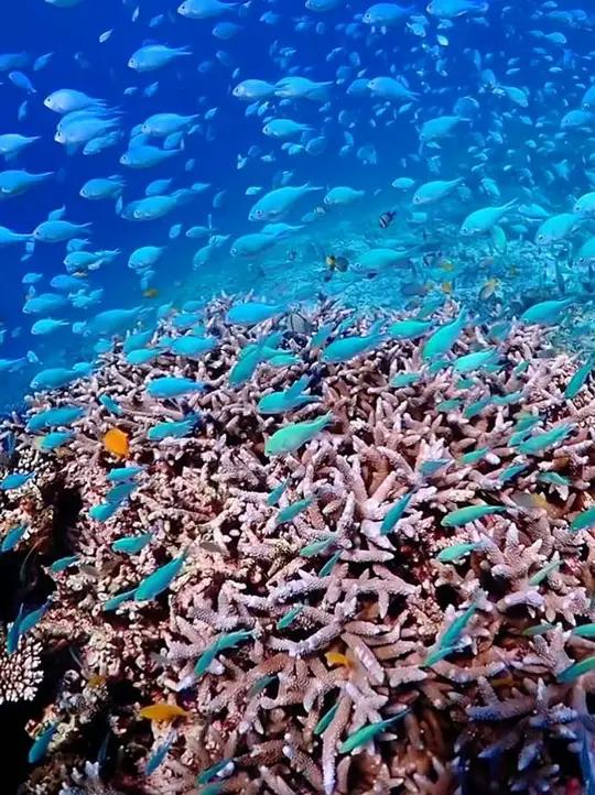 鱼儿在珊瑚间自由穿梭,仿佛在跳一支蓝色的舞。海水鱼珊瑚海底世界真奇妙鱼儿自由自在的水中游