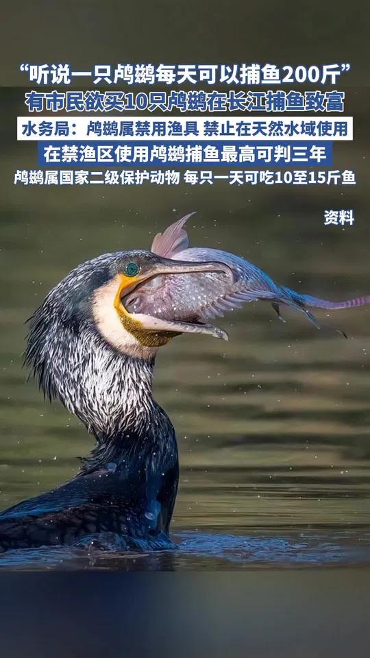 市民欲买10只鸬鹚在长江捕鱼致富,水务局:它是禁用渔具,在禁渔区使用最高可判三年捕鱼(来源