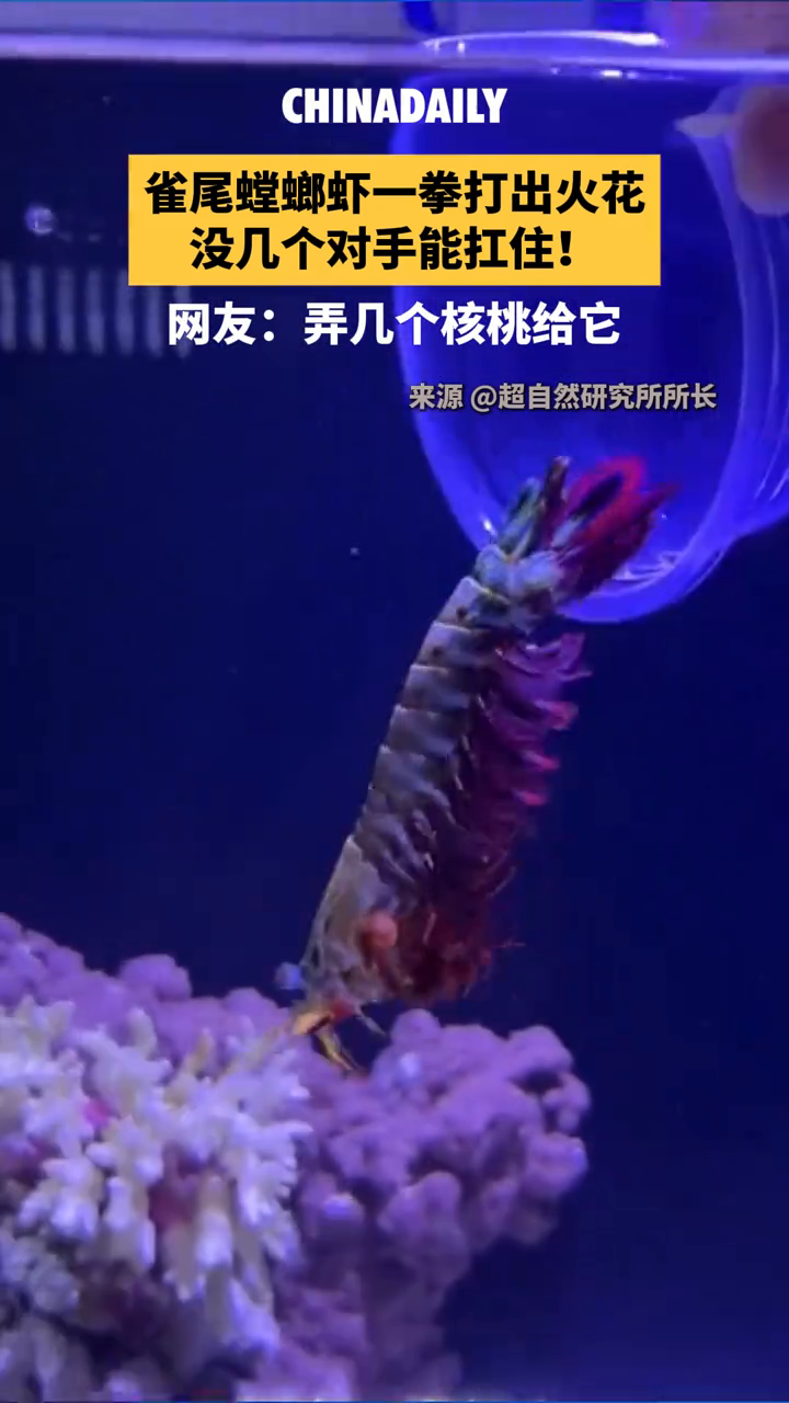 这么厉害!雀尾螳螂虾一拳打出火花