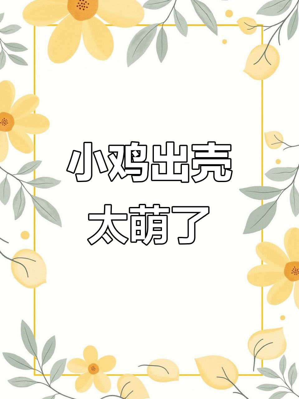 春天的小鸡出壳,毛茸茸的可爱极了!
