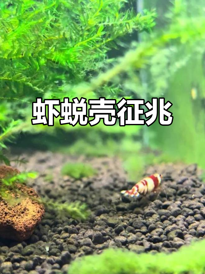 观赏虾蜕壳前有五大信号,细心观察才能发现!