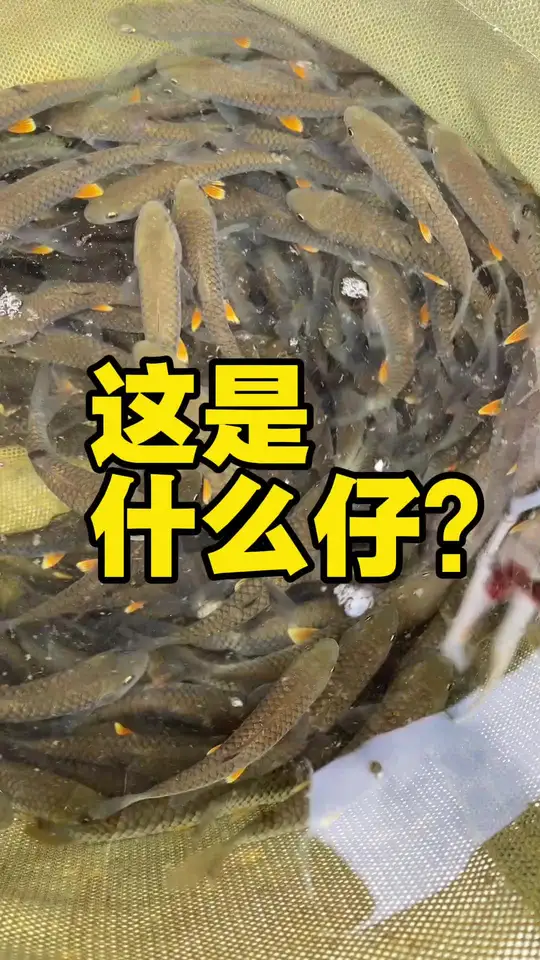 来看看这些鱼苗,你能认识几个?
