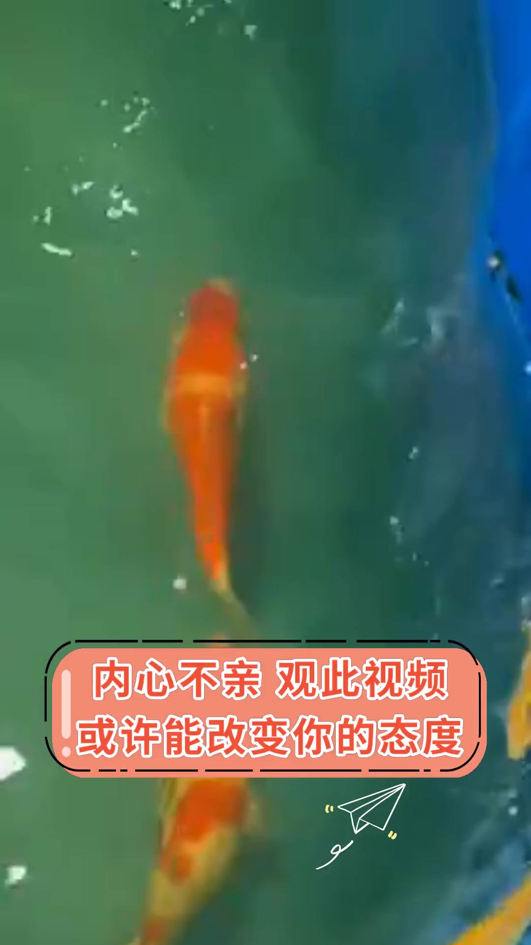 内心不亲 观此视频 或许能改变你的态度