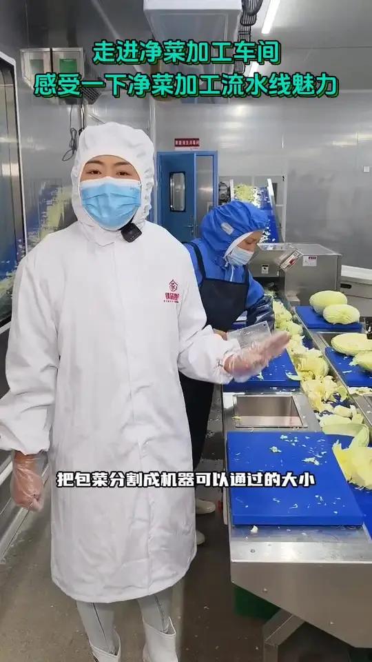 走进客户现场看看净菜加工流水线的魅力