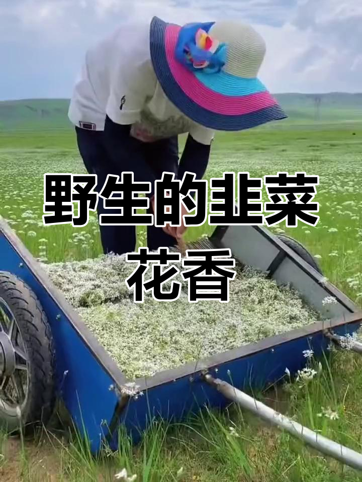 内蒙古野生韭菜花,草原最美的味道