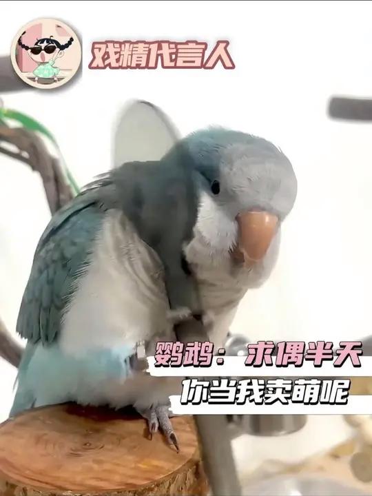 鹦鹉:天天给我做饭搭房子 你肯定暗恋我!#萌宠 #冷知识 #鹦鹉 #可爱 #纯爱