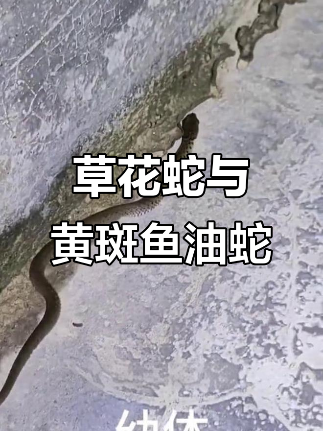 黄斑渔游蛇：菜花蛇的真相，性格凶猛却无毒