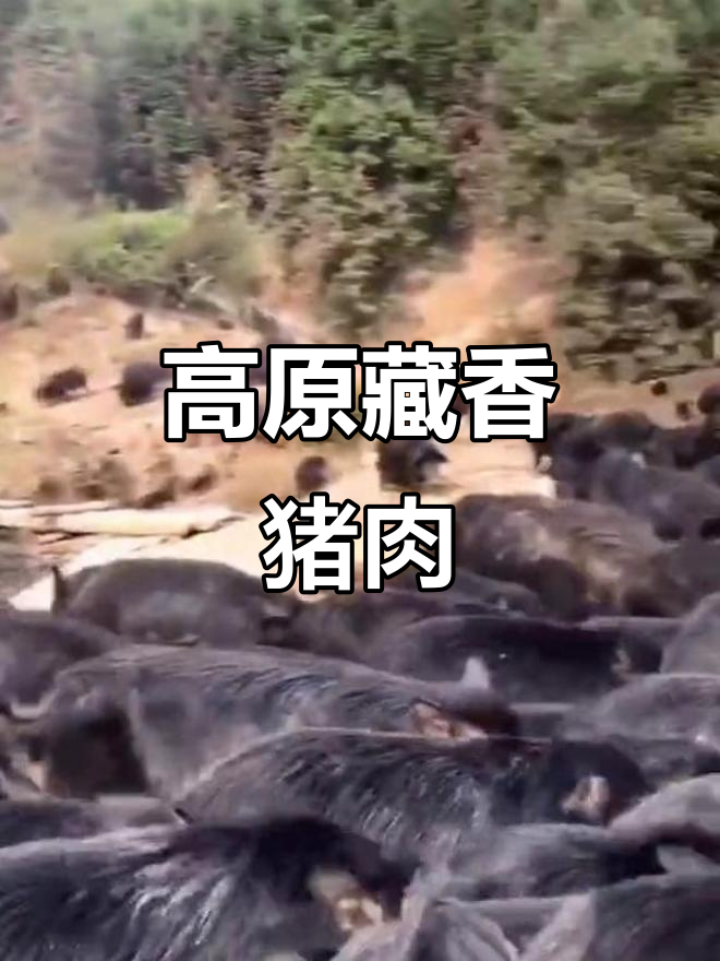 藏香猪:生长在海拔三千米的顶级食材,肉质鲜美营养丰富