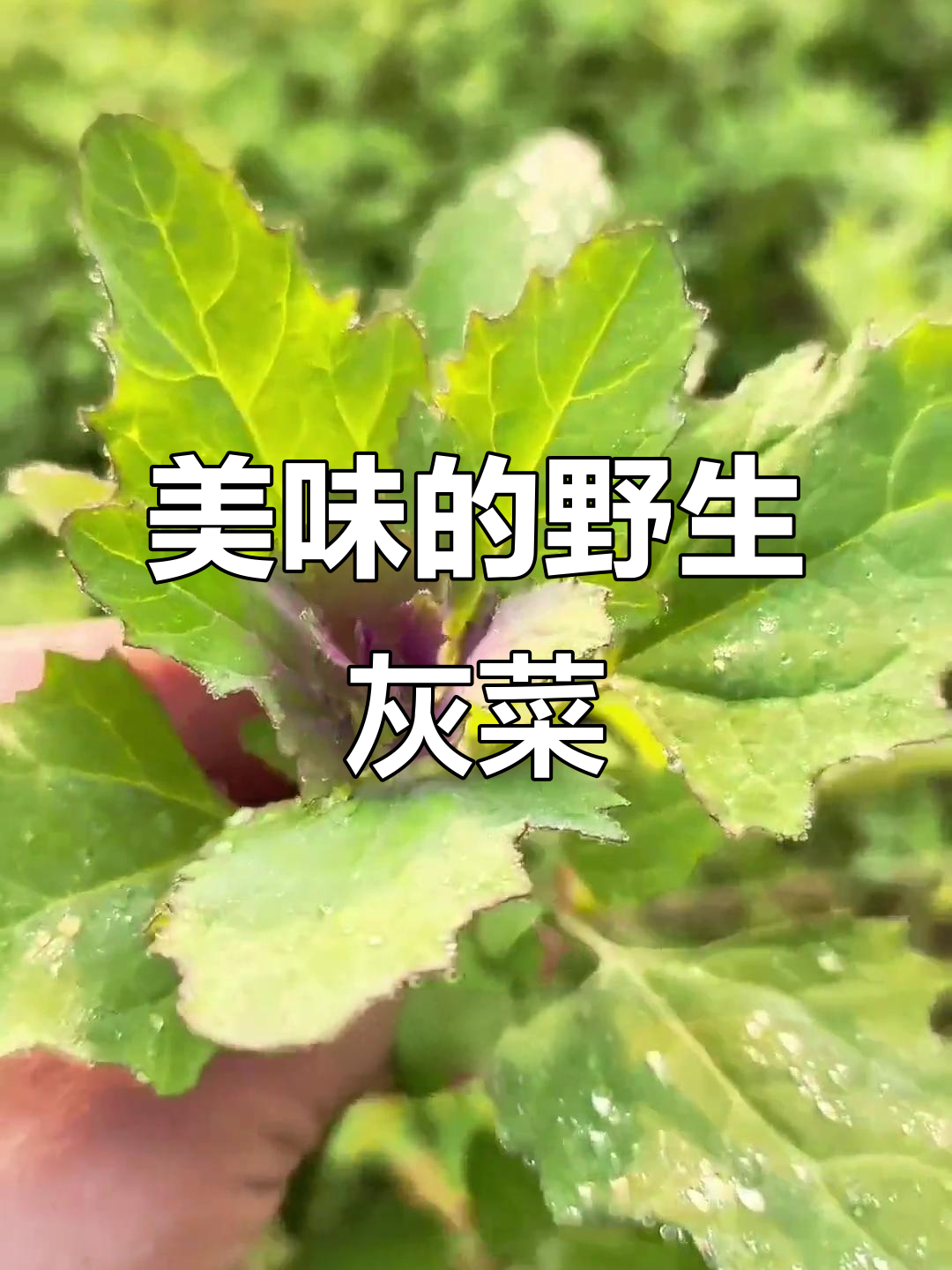 灰菜,藜科野草,竟是美味佳肴!