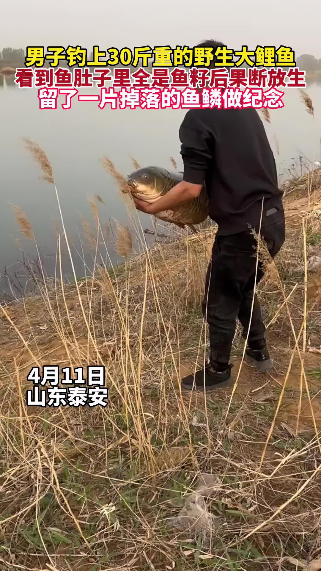4月11日,山东泰安,男子钓上30斤重的野生大鲤鱼,看到鱼肚子里全是鱼籽后果断放生,留了一