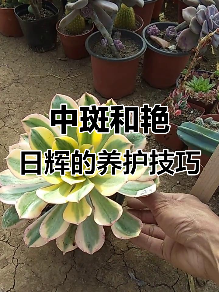 灿烂中斑与艳日辉法师常见问题,叶子背面黑点无需担心