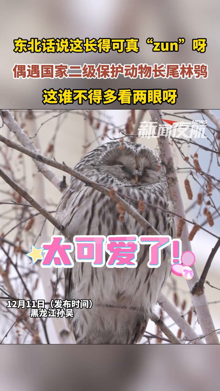 东北话说这长得可真“zun”呀,偶遇国家二级保护动物长尾林鸮
