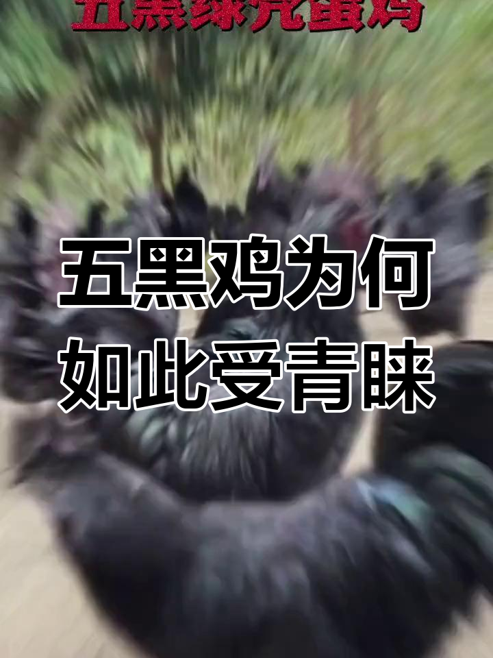 五黑鸡的独特之处与受欢迎的原因