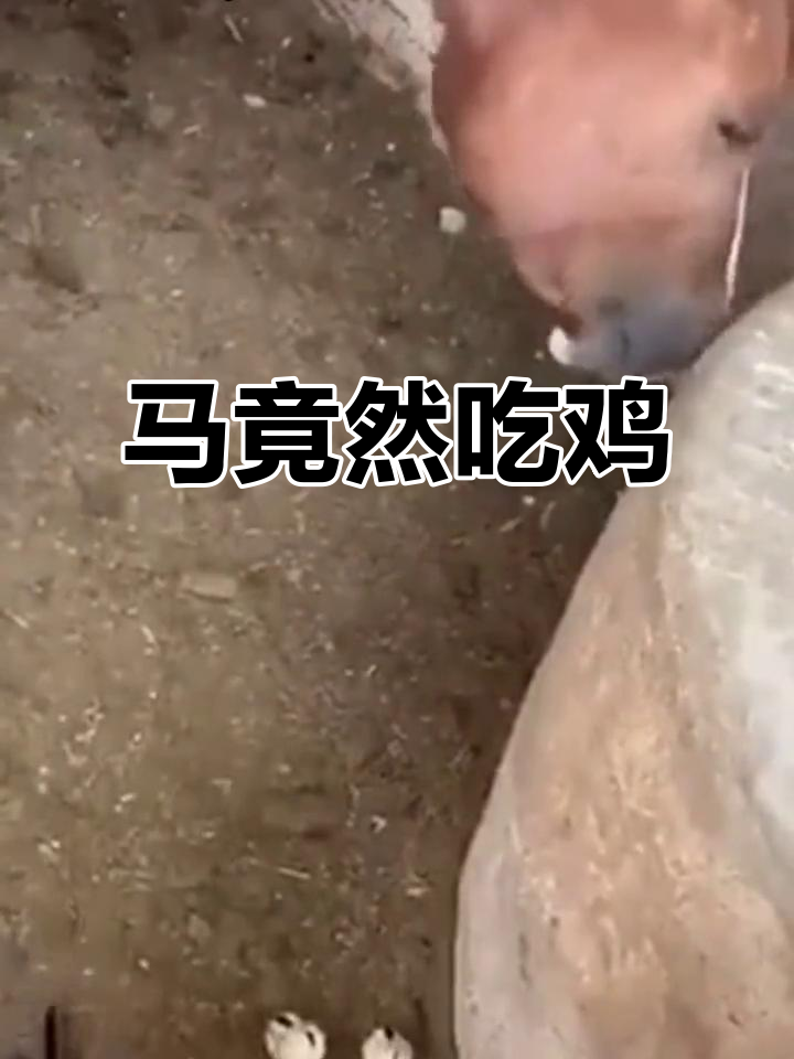 马也吃小鸡?看到这一幕我惊呆了