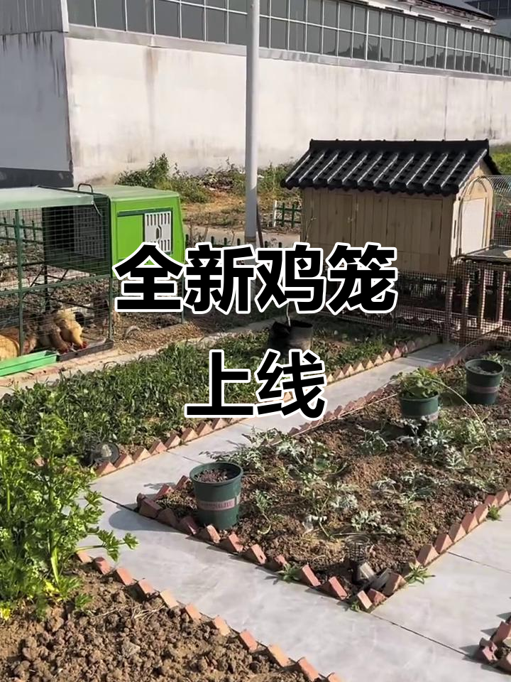 新鸡窝来啦,看看这设计!