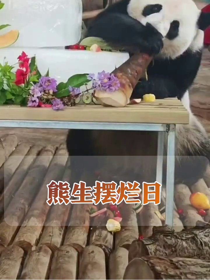 熊猫生日会迷惑行为大赏：蛋糕旁啃木头，玩水玩成落汤熊