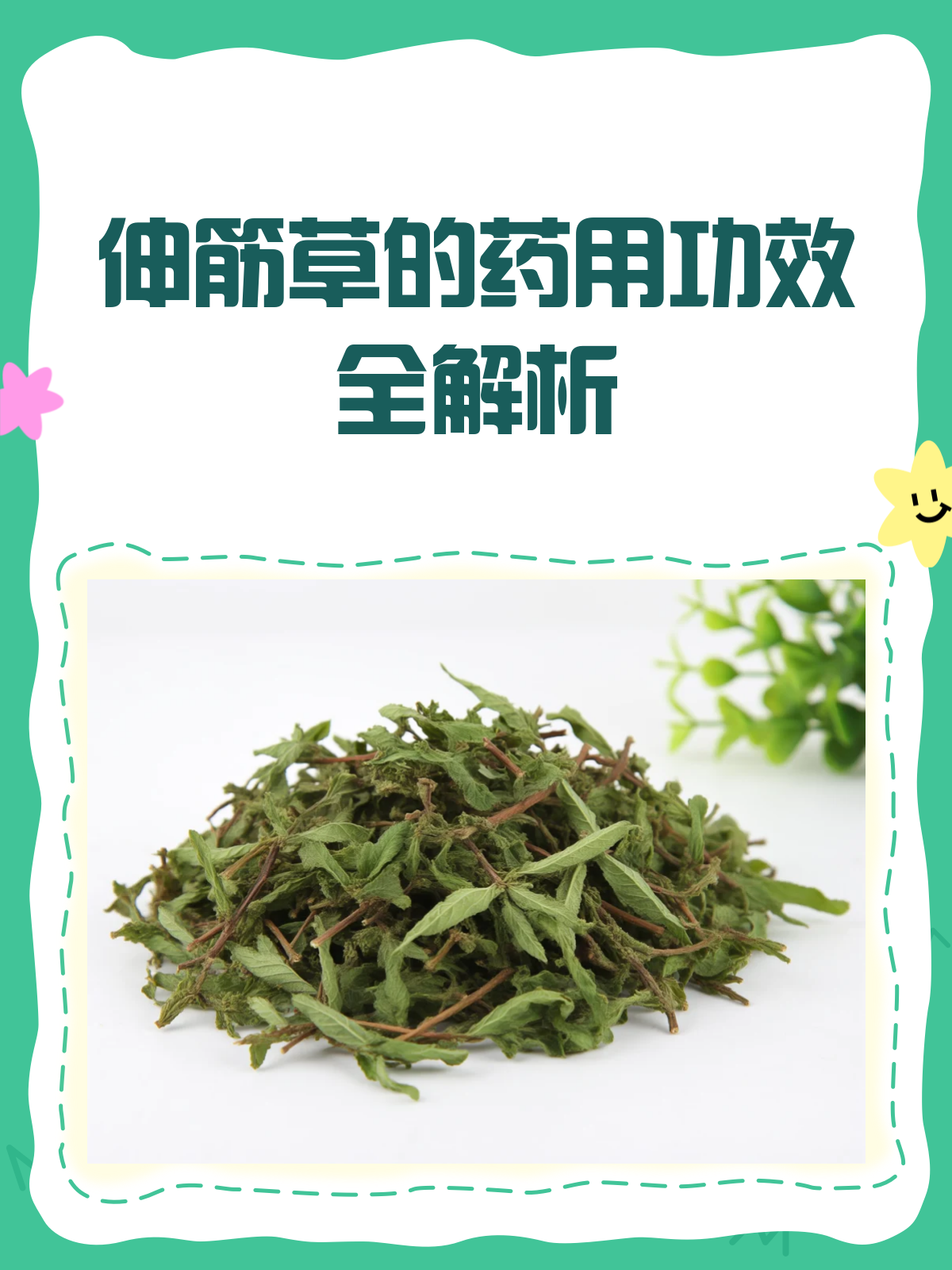 伸筋草:关节酸痛的克星,你真的了解它吗?