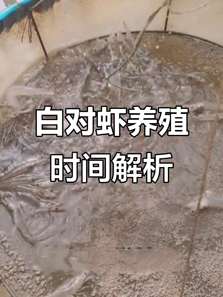南美白对虾生长周期揭秘：从产卵到成虾的成长历程