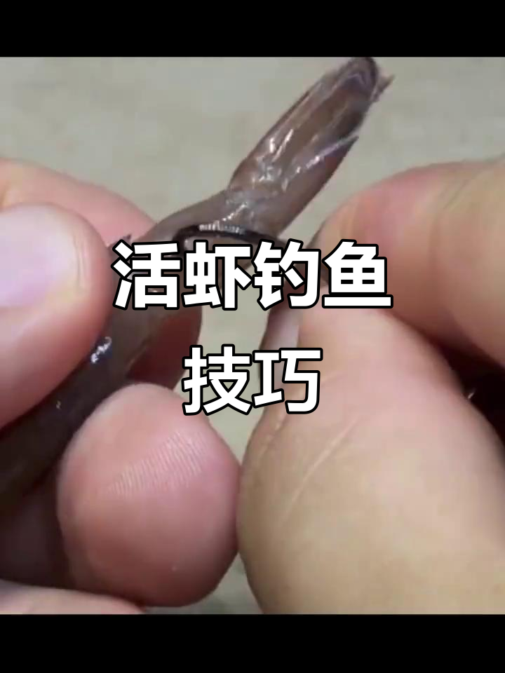 如何用活虾钓大师斑？这两种挂钩方法你必须知道