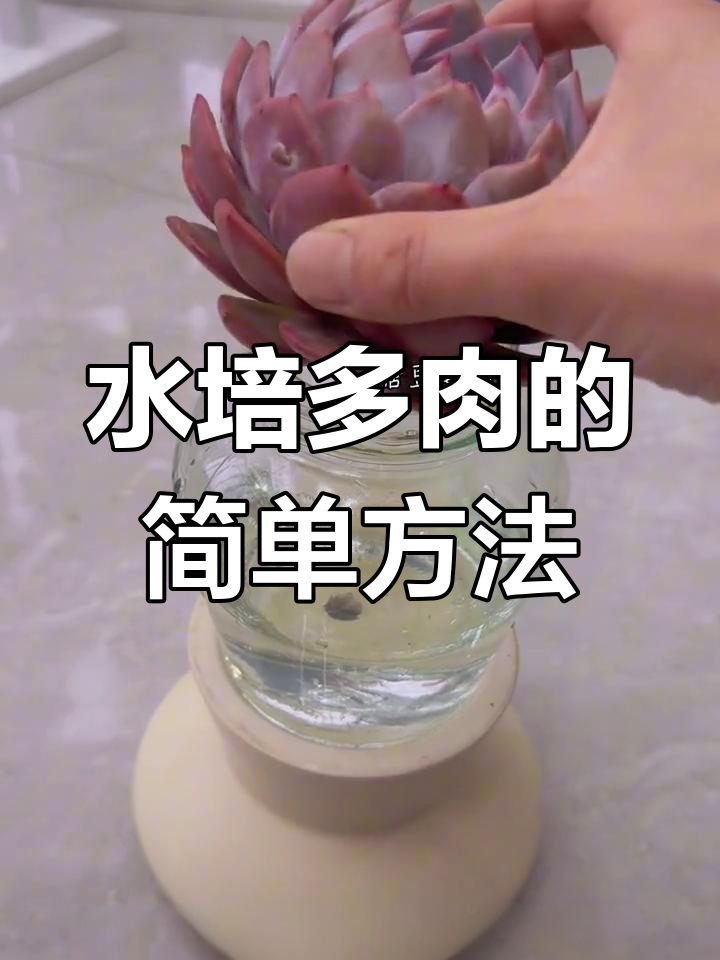 多肉水培全攻略,轻松学会无土养护