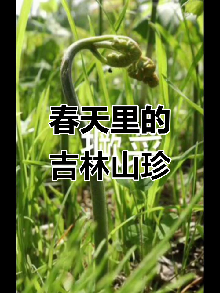 吉林东北春季野菜大丰收,小根蒜、荠荠菜等美味来袭