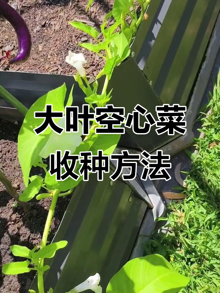 如何收大叶空心菜的种子?步骤全解析