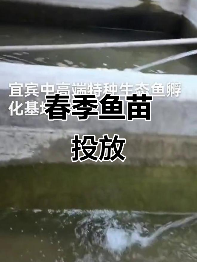 5月春季鱼苗投放,红尾钢鳅批量养殖示范