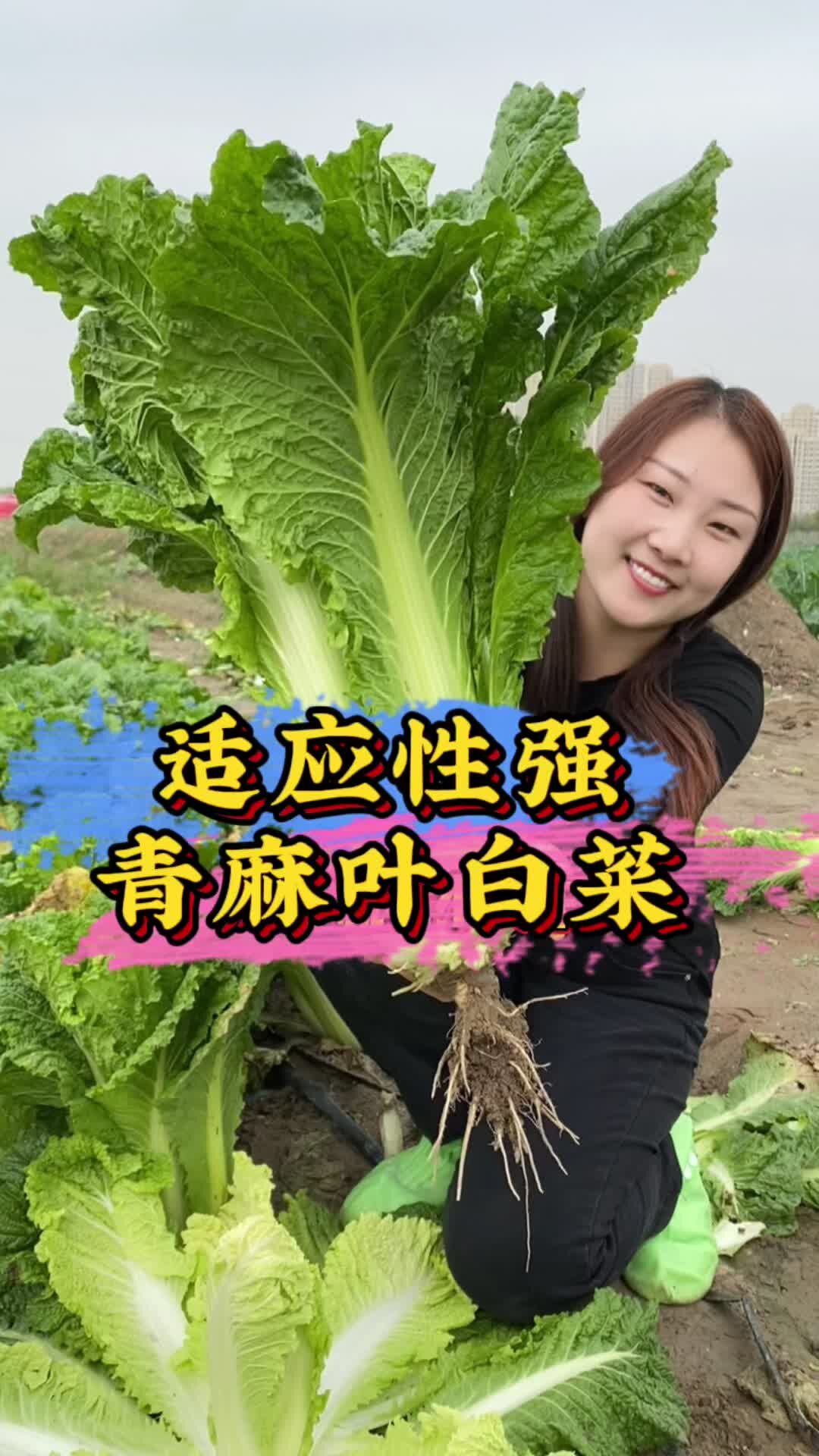 拥有苗条身材的青麻叶大白菜你吃过吗?