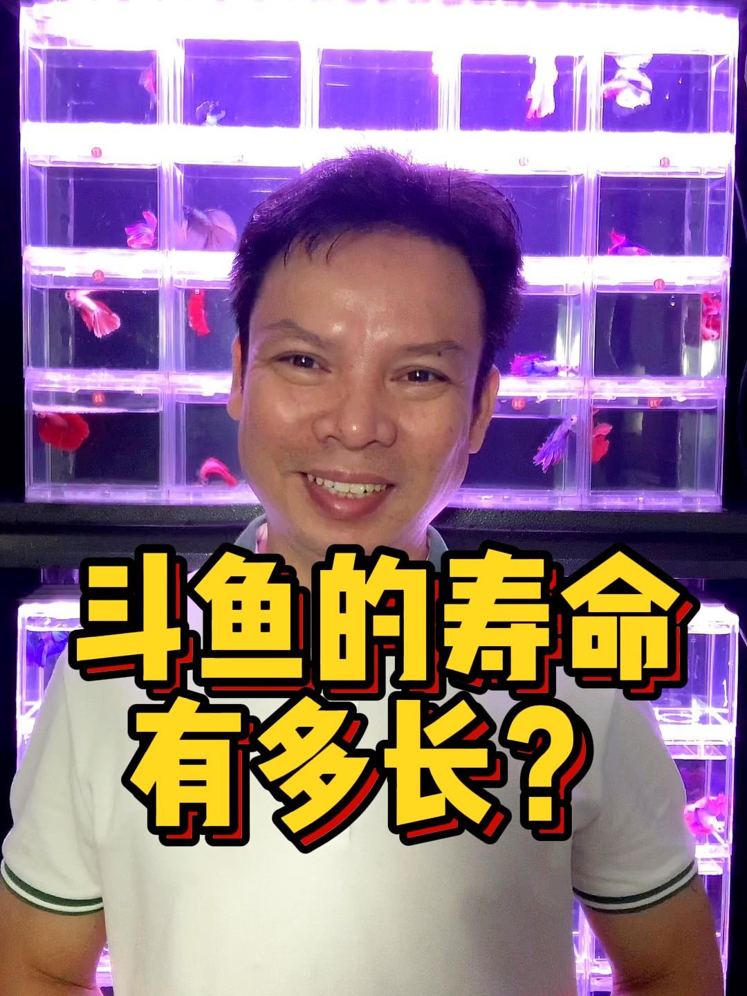 泰国斗鱼的寿命有多长?你一定想像不到