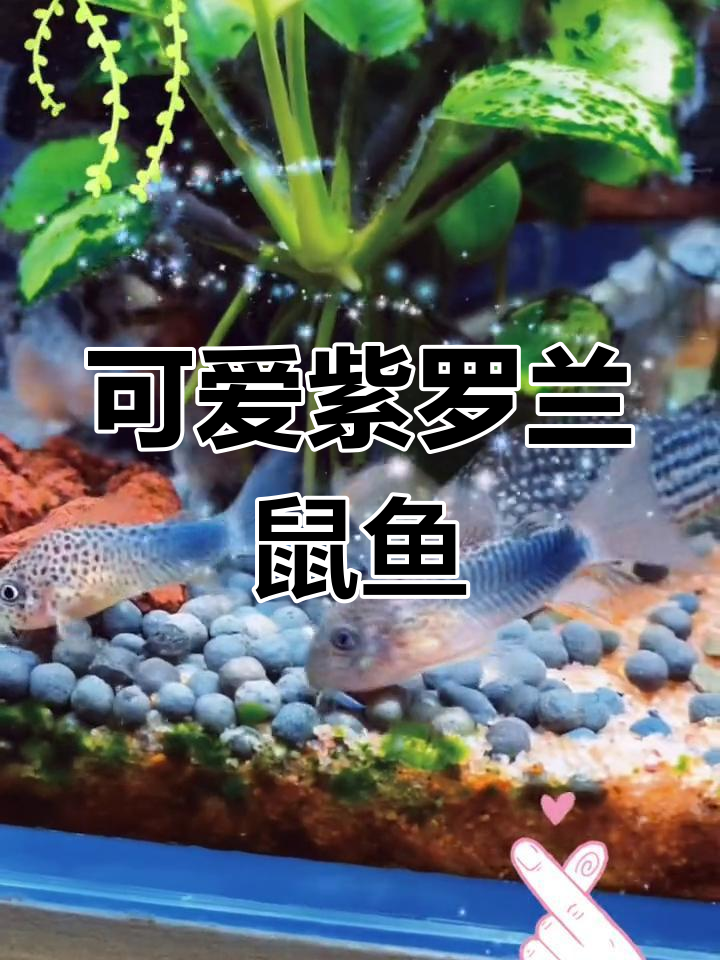 紫罗兰鼠鱼:娇小可爱的南美宠物,人工繁殖广泛