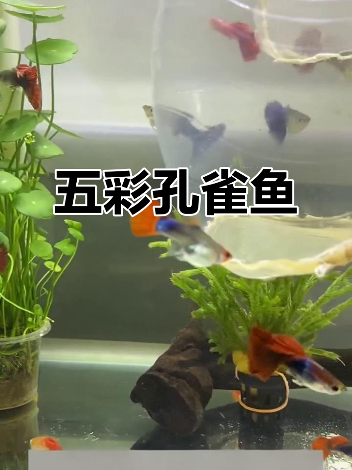 孔雀鱼:色彩斑斓的热带花浆,魅力十足