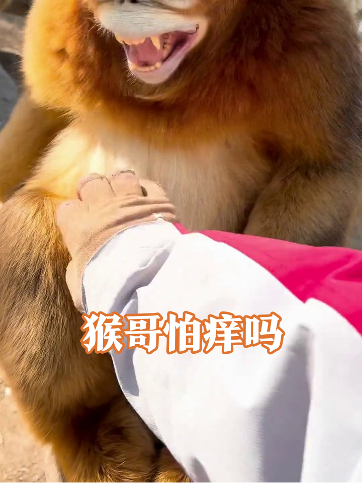 金丝猴被摸肚肚秒变表情包,龇牙警告竟是撒娇?