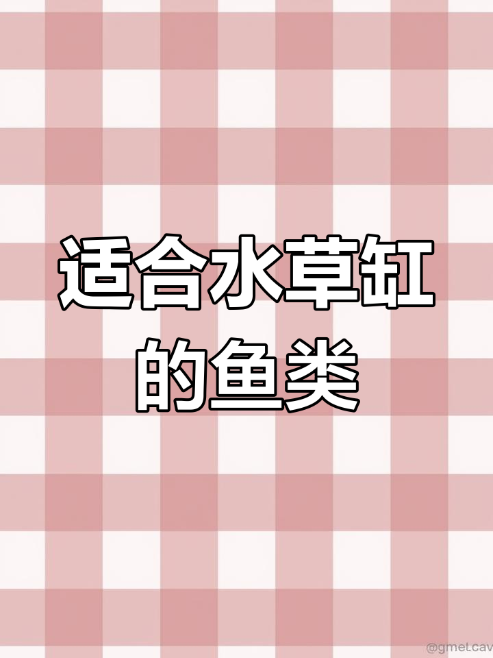 水草缸最佳热带鱼推荐:彩虹鱼与斑马鱼