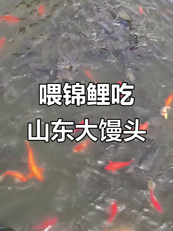 威海锦鲤池喂大馒头,鱼群争抢超欢乐