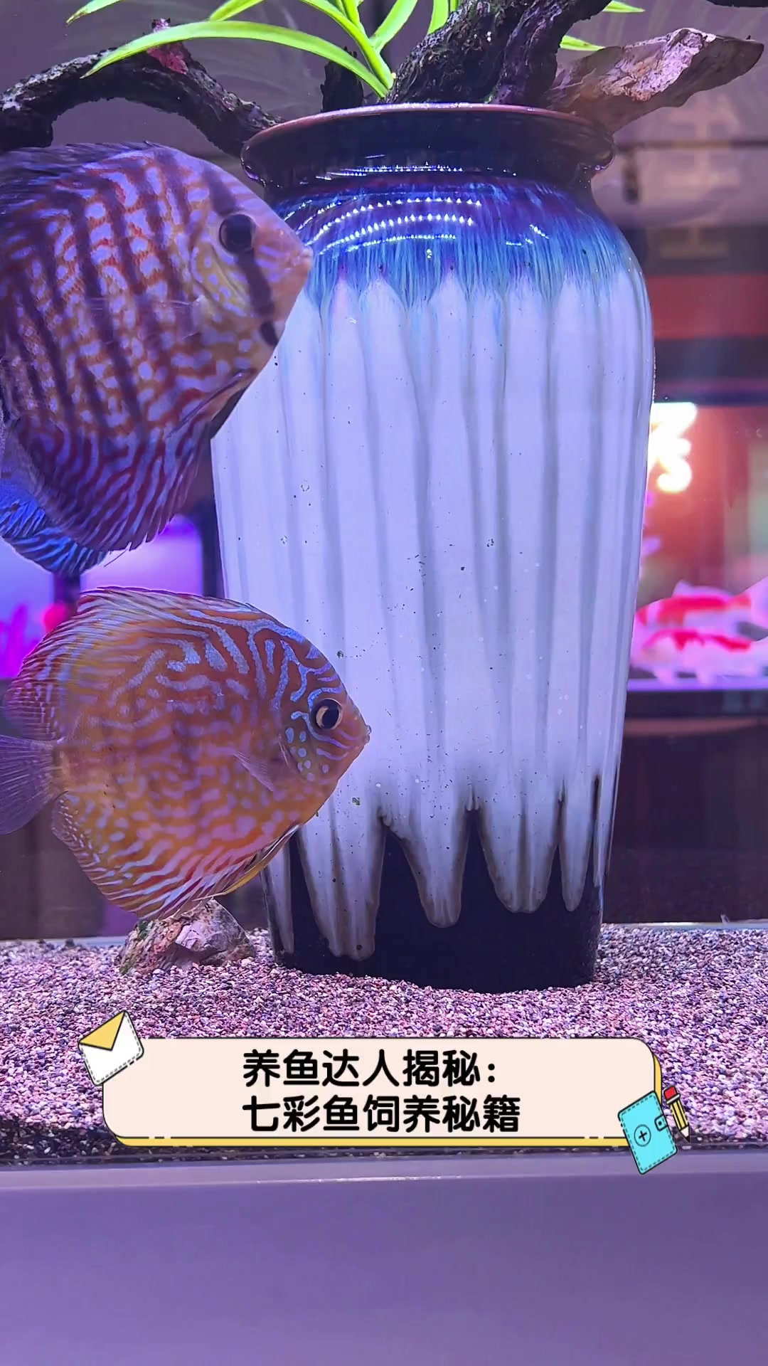 养鱼达人揭秘:七彩鱼饲养秘籍
