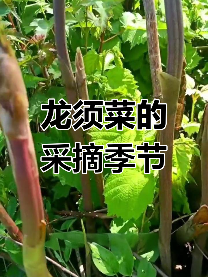 长白山珍龙须菜,稀有的美味与营养