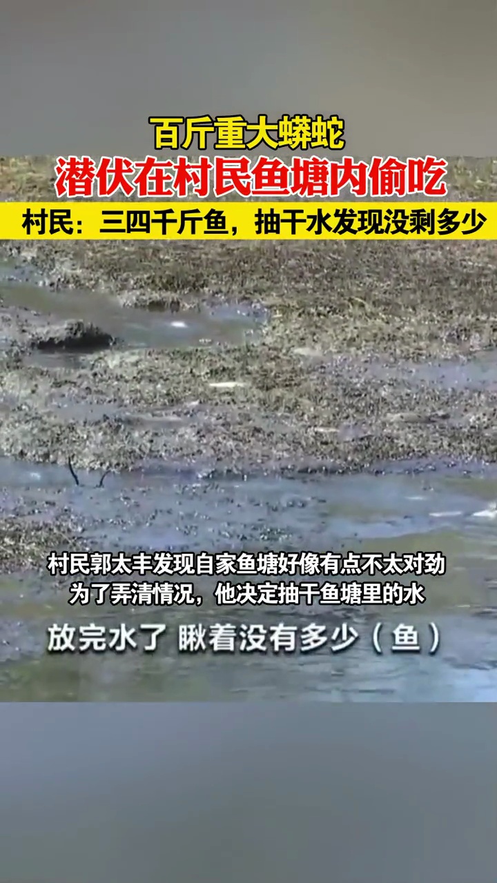 百斤重大蟒蛇潜伏在村民鱼塘内偷吃,村民:三四千斤鱼,抽干水发现没剩多少