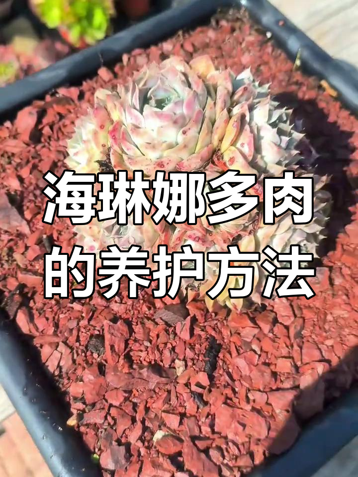 海琳娜多肉养护技巧,轻松上色更健康