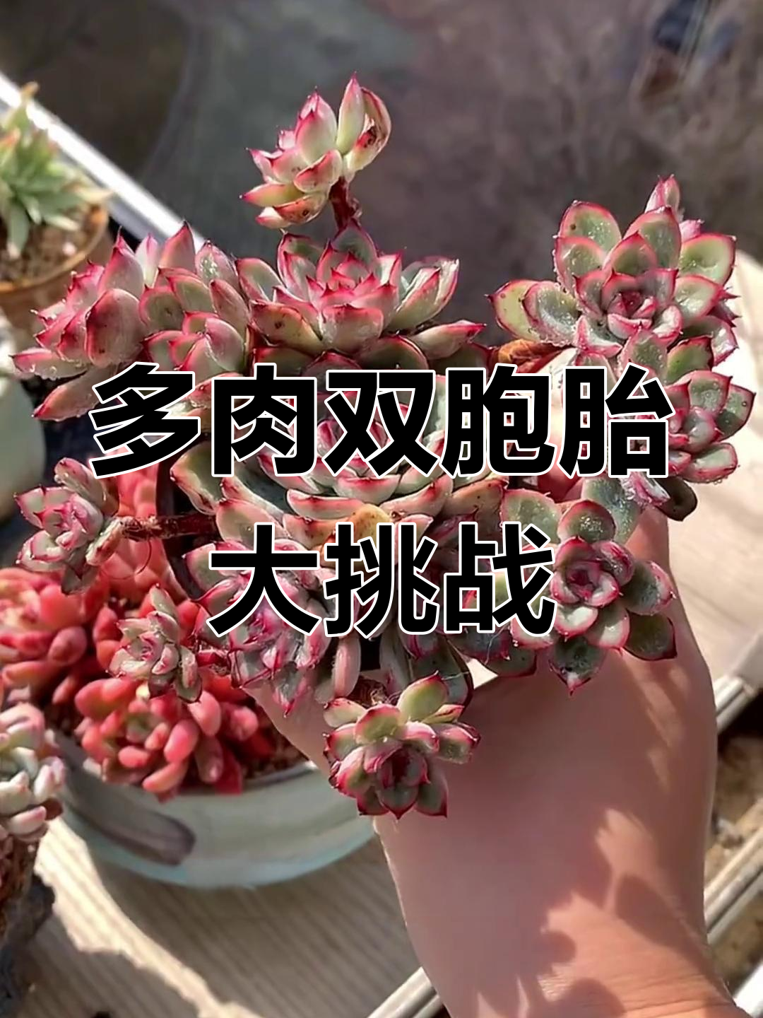 这些多肉植物长得太像了,你能分清吗?