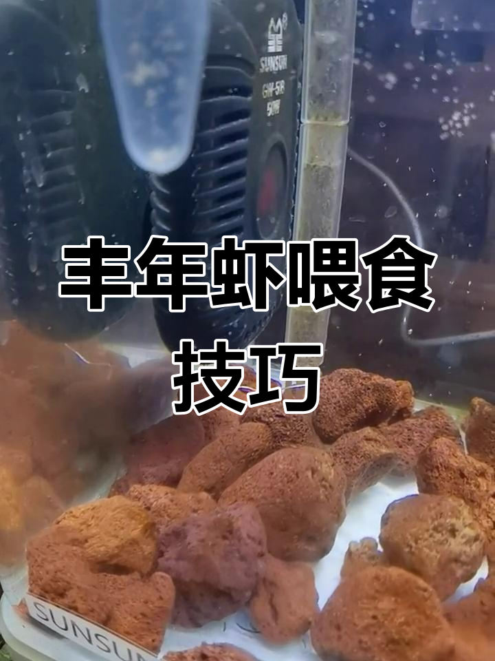 丰年虾喂食器使用指南
