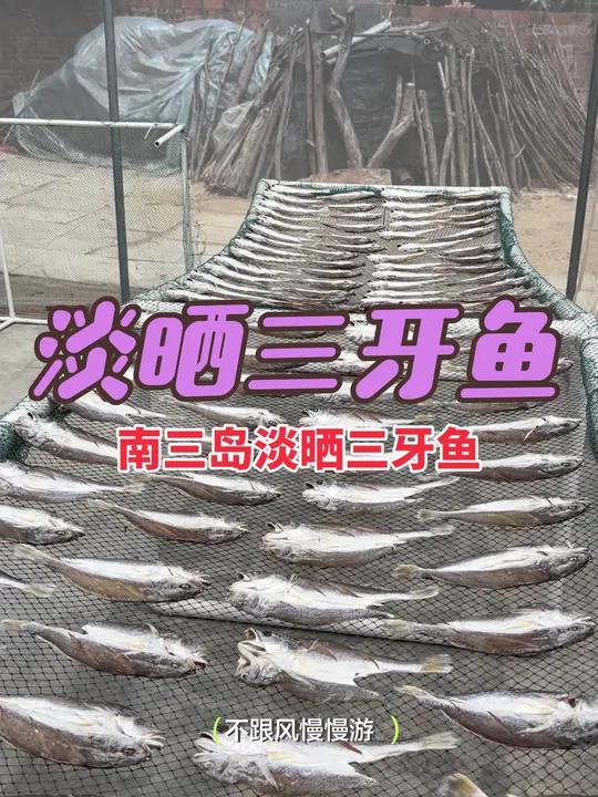 三牙鱼干来啦!纯阳光晾晒,个头大,夏天配白粥的一道美味佳肴!