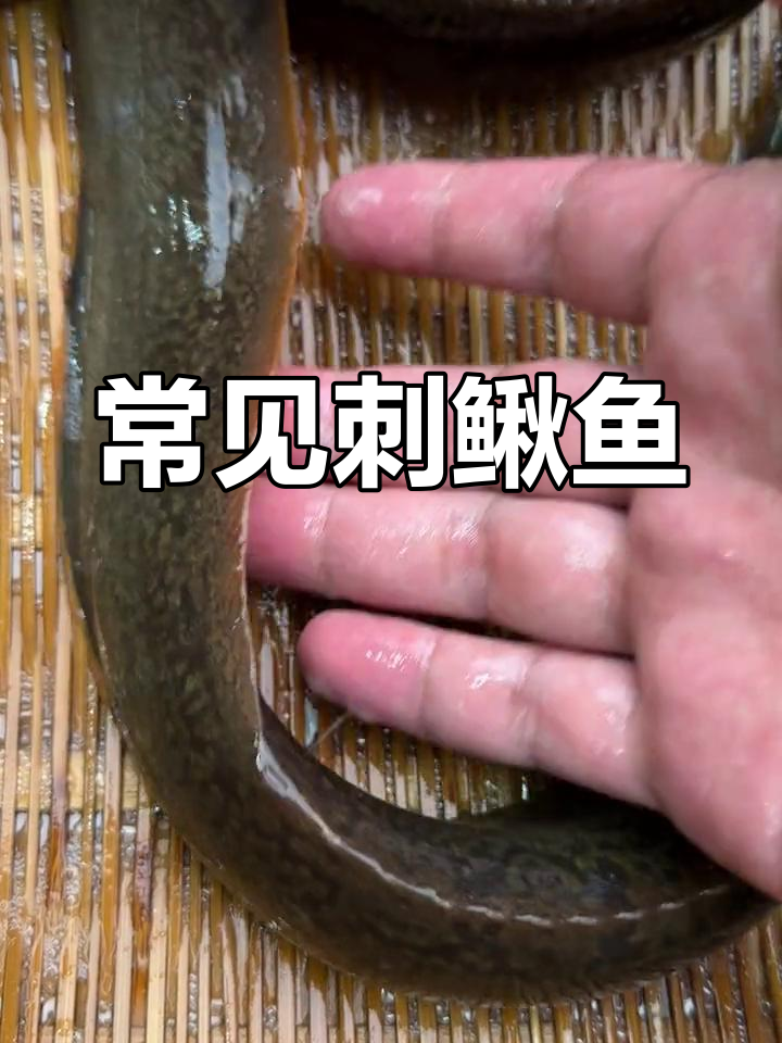 刺鳅鱼:河流中的肉食性鱼类