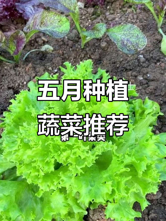 五月适合种什么菜?叶菜、瓜类、薯类全攻略
