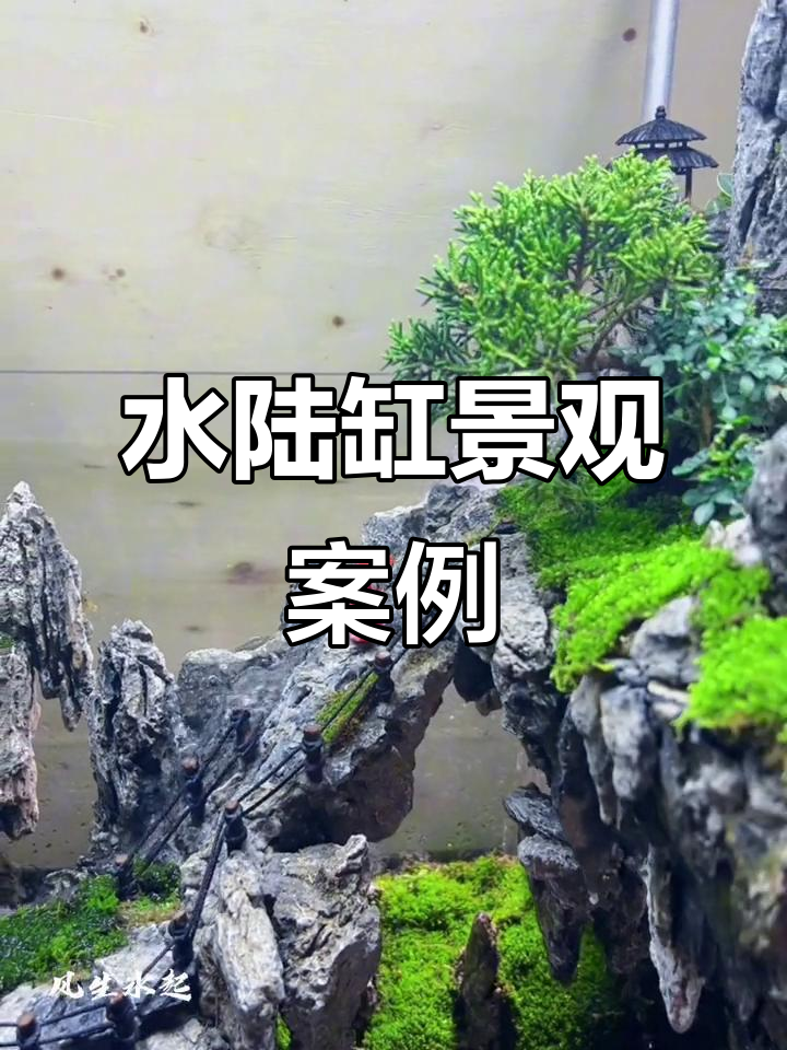 80cm水陆缸造景,自然生态与植物完美融合