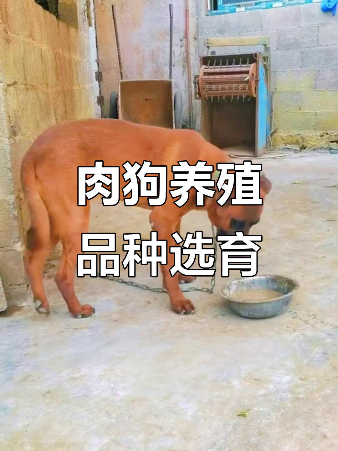 适合做肉狗的品种选择与改良技巧
