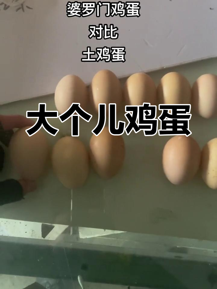 婆罗门鸡蛋比普通蛋大,营养更丰富