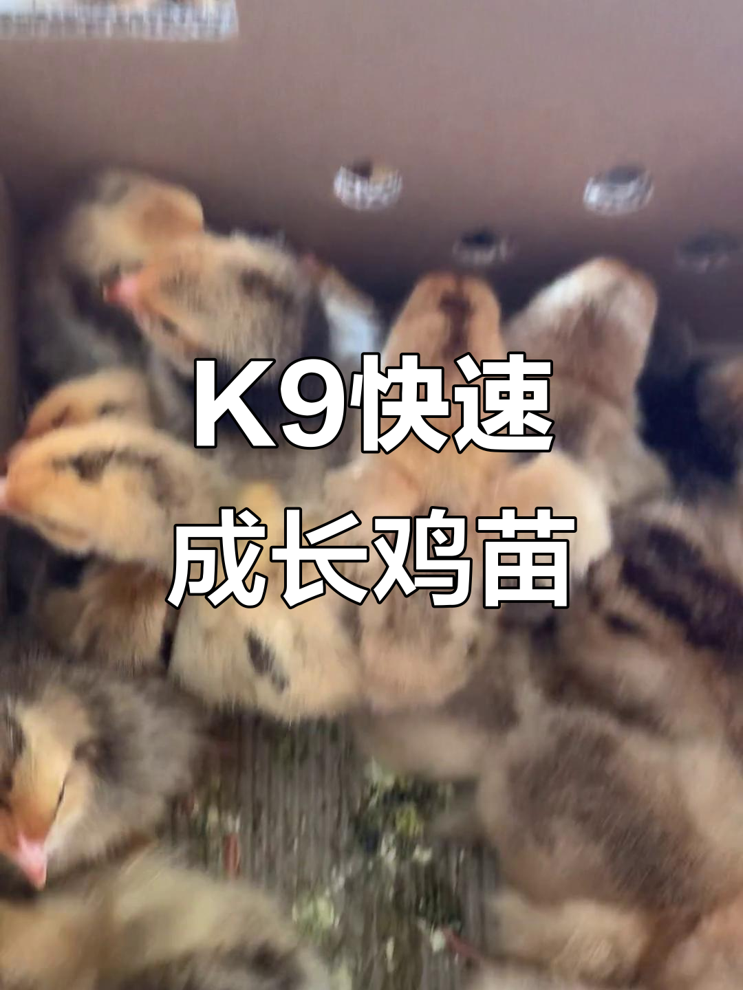 快大型K9鸡苗,8周就能长成!