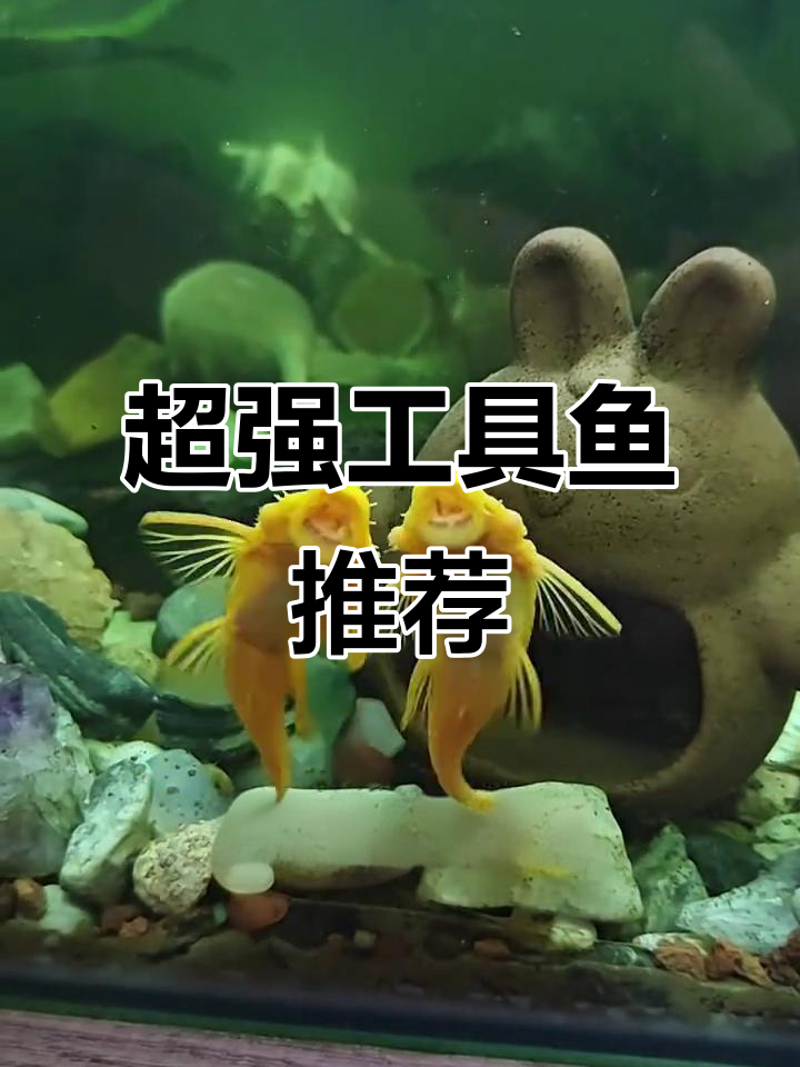 10种超强工具鱼,轻松清理鱼缸水藻残渣