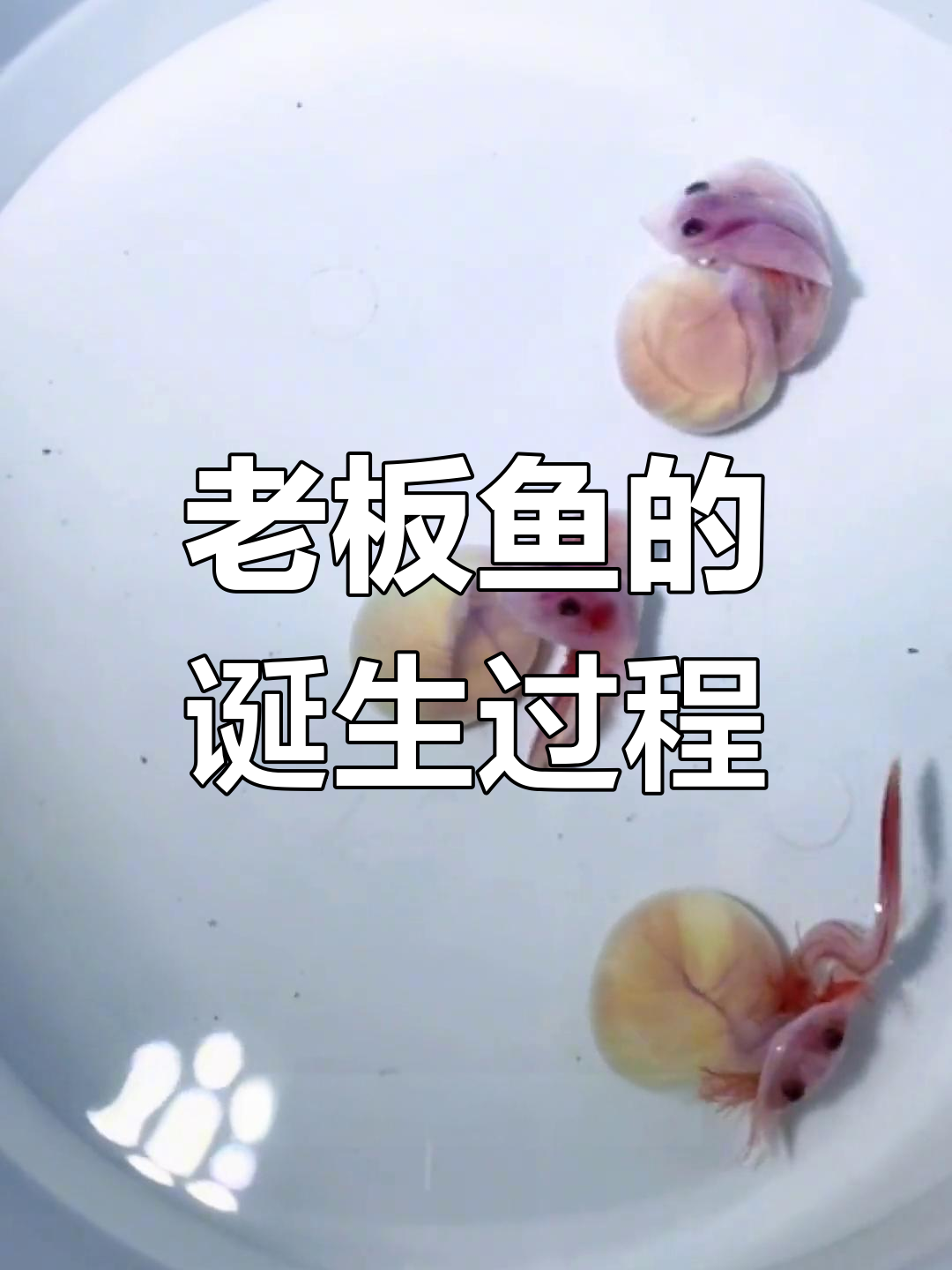 老板鱼蛋孵化揭秘:为何冬季仍产卵?